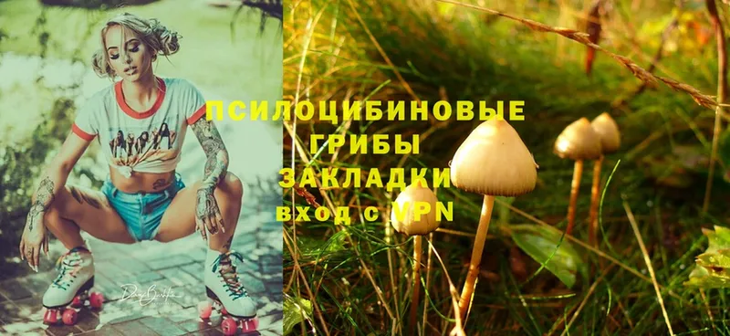 Псилоцибиновые грибы Psilocybe Кудымкар